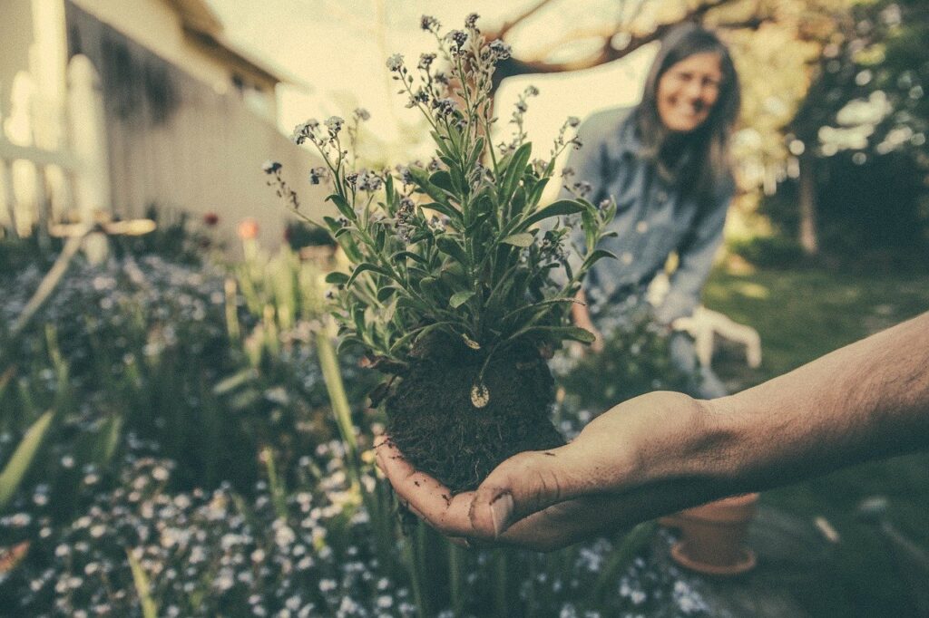 hand, plants, soil