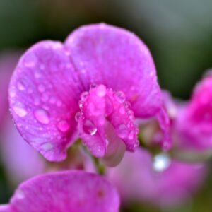 lathyrus, sweet pea, raindrops-4529849.jpg