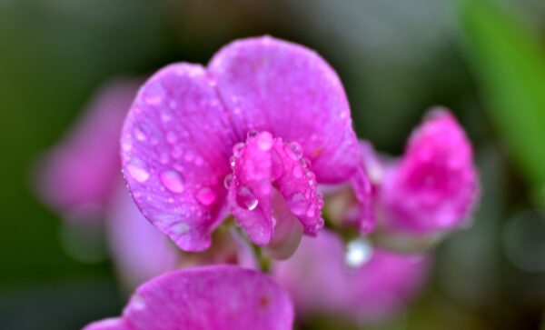 lathyrus, sweet pea, raindrops-4529849.jpg